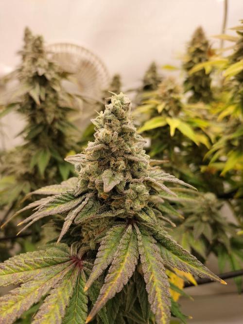 Kings Juice. Week 15