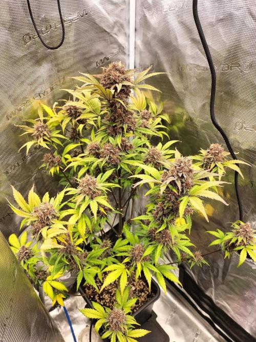 Blackberry Auto #2. Week 12