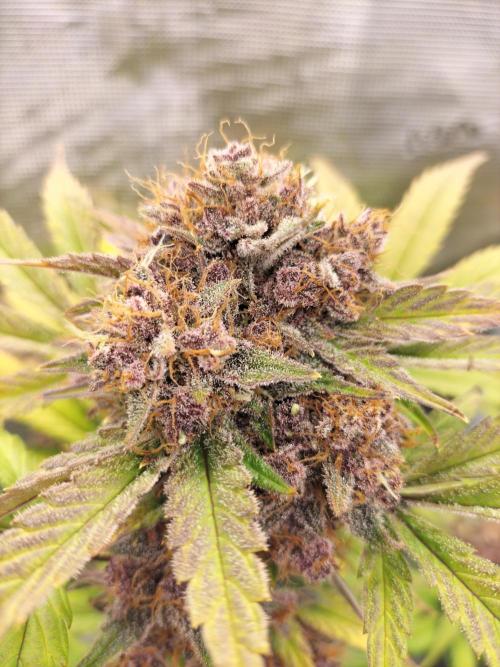 Blackberry Auto #2. Week 12