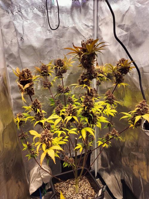 Blackberry Auto #2. Week 12