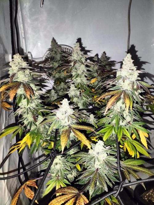 Kings Juice. Week 16