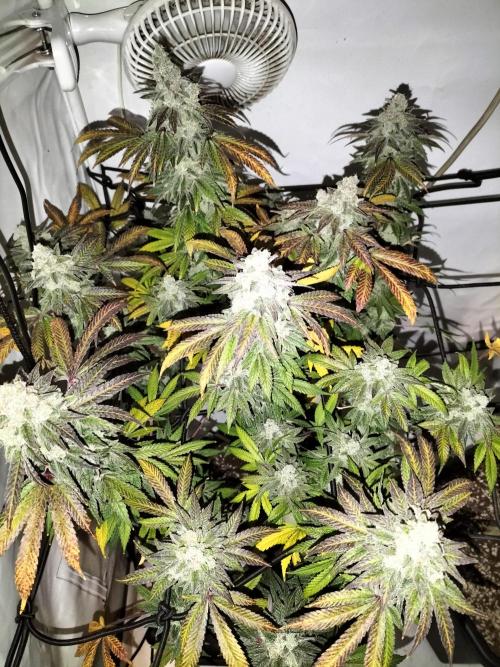 Kings Juice. Week 16