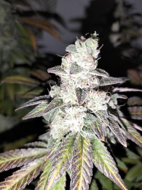 Kings Juice. Week 16