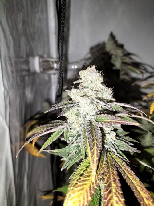 Kings Juice. Week 16