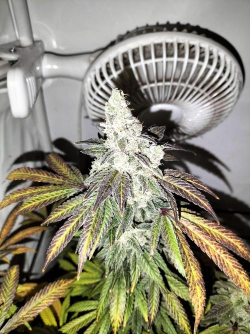 Kings Juice. Week 16