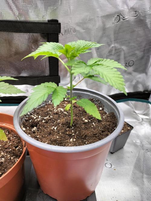 Sticky Broccoli - Eternity Cup 2026. Week 3