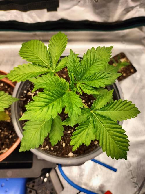 Sticky Broccoli - Eternity Cup 2026. Week 3