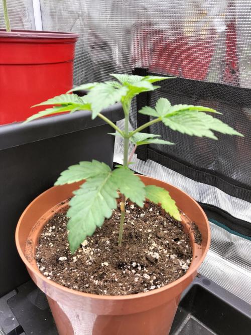 Sticky Broccoli - Eternity Cup 2026. Week 3