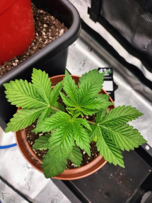 Sticky Broccoli - Eternity Cup 2026. Week 3