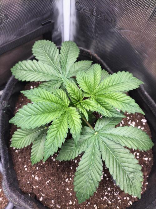 Sticky Broccoli - Eternity Cup 2026. Week 4