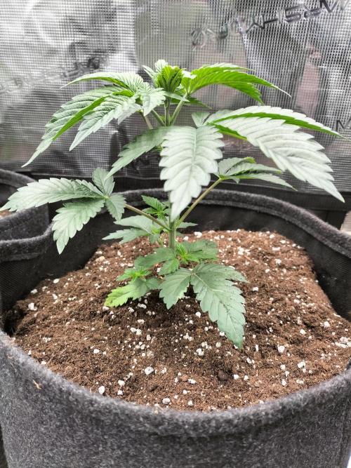 Sticky Broccoli - Eternity Cup 2026. Week 4