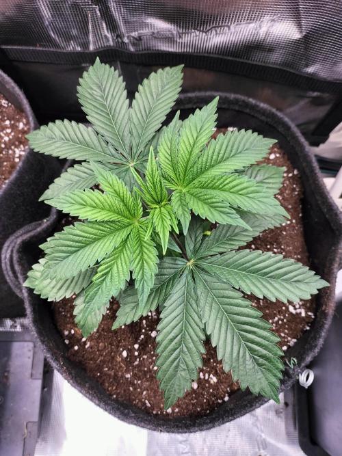 Sticky Broccoli - Eternity Cup 2026. Week 4