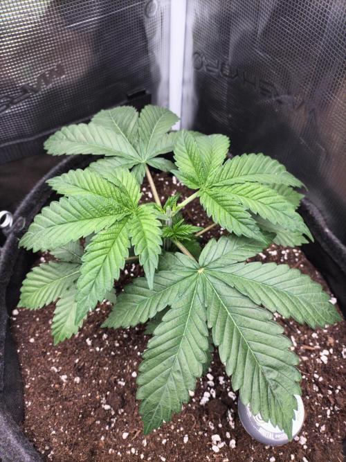 Sticky Broccoli - Eternity Cup 2026. Week 4