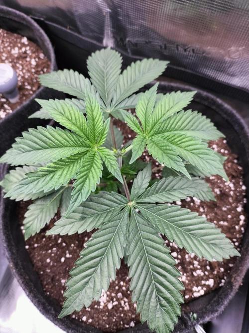 Sticky Broccoli - Eternity Cup 2026. Week 4