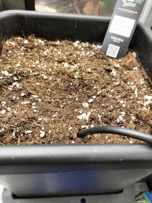 Gorilla Auto. Week 0