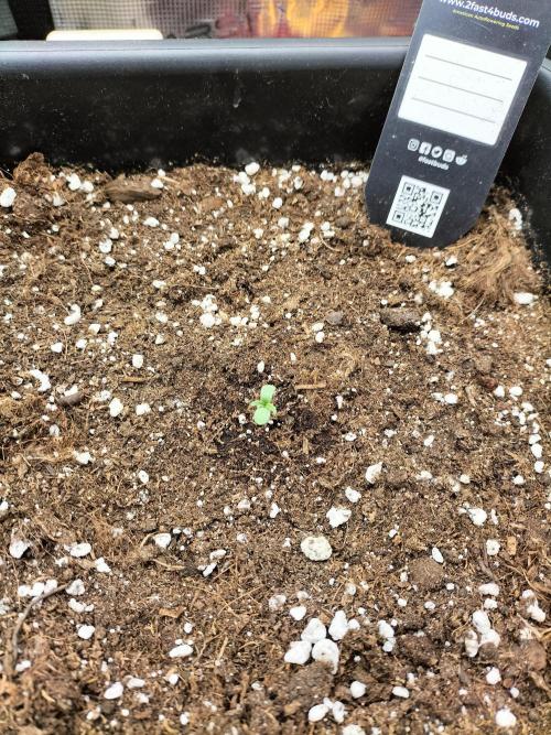 Gorilla Auto. Week 0