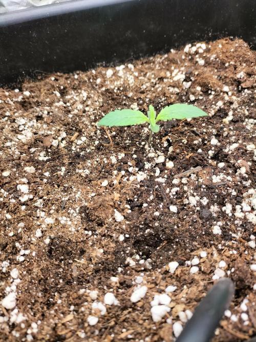 LSD25 Auto. Week 1