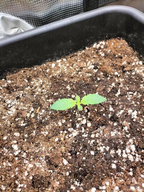 LSD25 Auto. Week 1