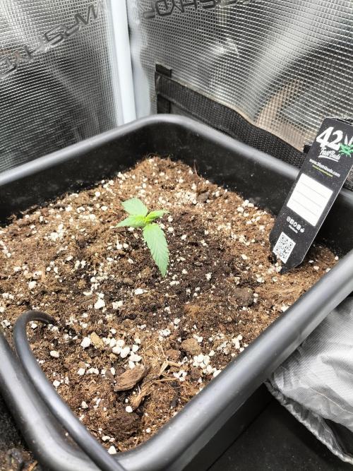 Gorilla Auto. Week 1