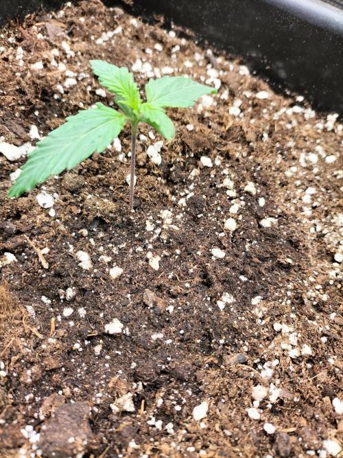 Gorilla Auto. Week 1