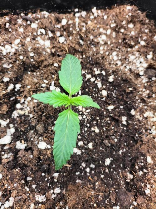 Gorilla Auto. Week 1