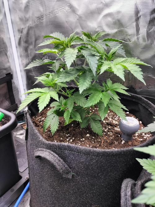 Sticky Broccoli - Eternity Cup 2026. Week 5