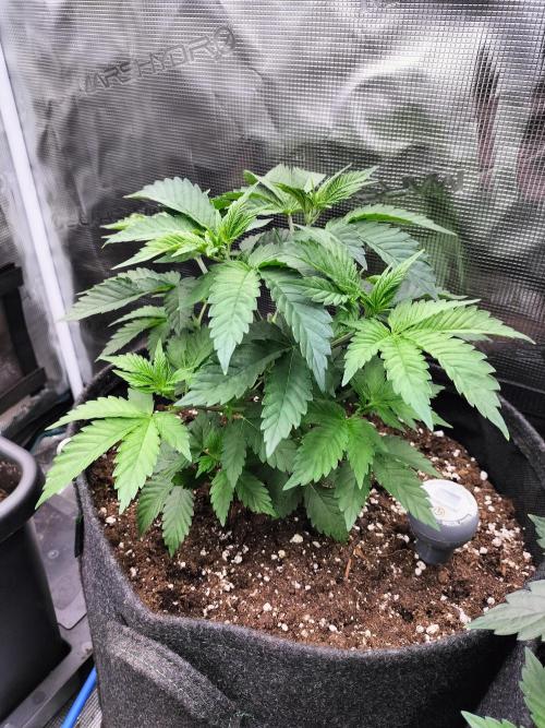 Sticky Broccoli - Eternity Cup 2026. Week 5