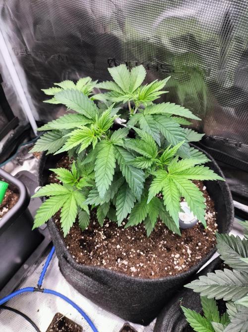 Sticky Broccoli - Eternity Cup 2026. Week 5