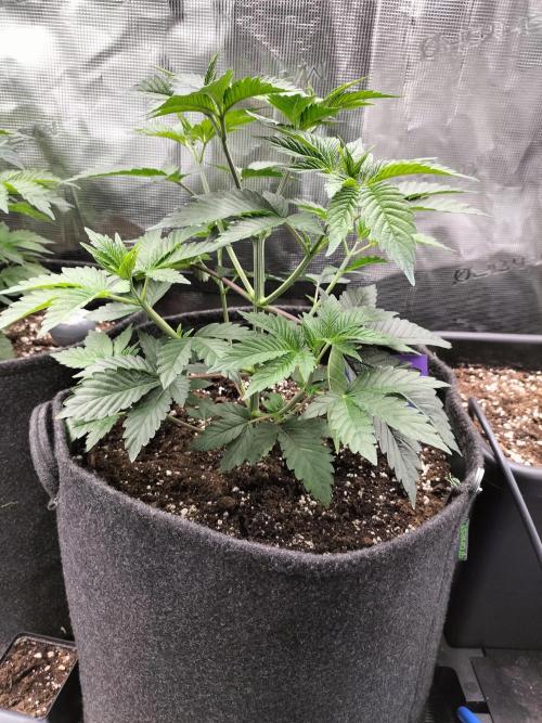 Sticky Broccoli - Eternity Cup 2026. Week 5