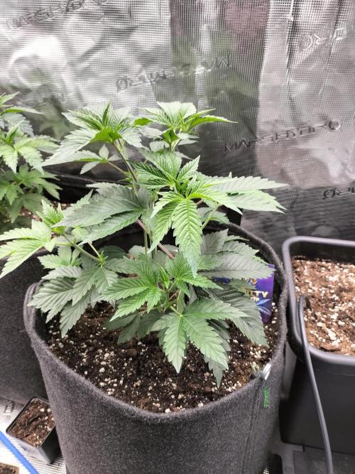 Sticky Broccoli - Eternity Cup 2026. Week 5