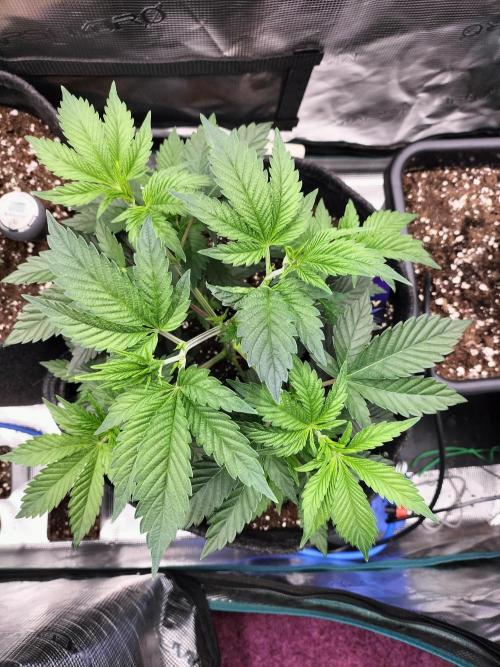 Sticky Broccoli - Eternity Cup 2026. Week 5