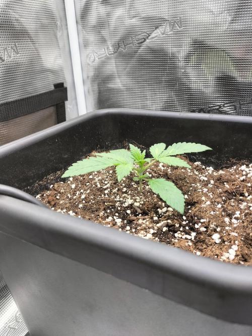 LSD25 Auto. Week 2
