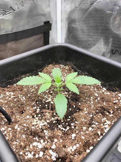 LSD25 Auto. Week 2