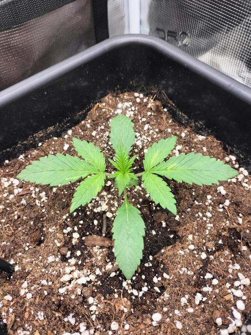 LSD25 Auto. Week 2