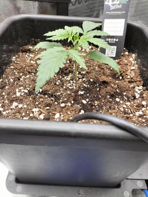 Gorilla Auto. Week 2