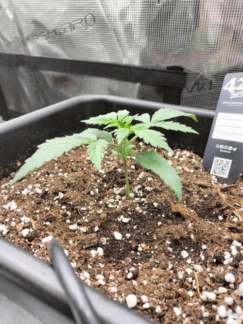 Gorilla Auto. Week 2