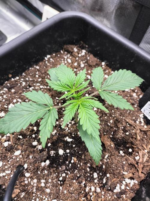 Gorilla Auto. Week 2