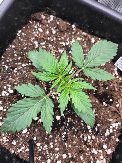 Gorilla Auto. Week 2