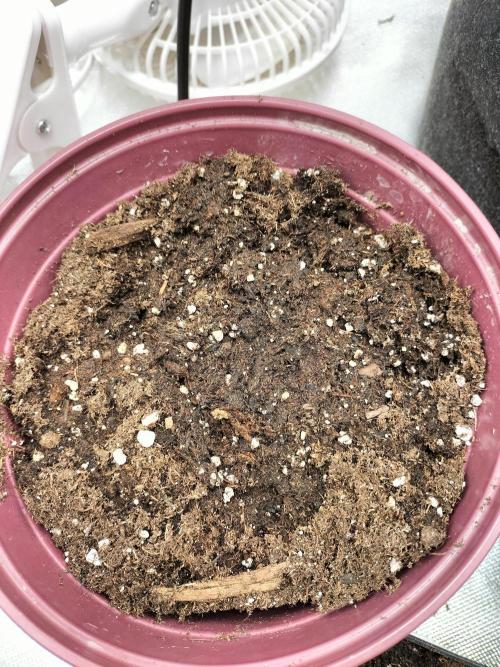 White Sweet Candy OG. Week 0