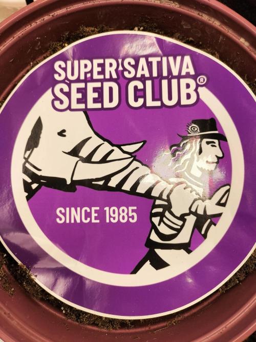 White Sweet Candy OG. Week 0