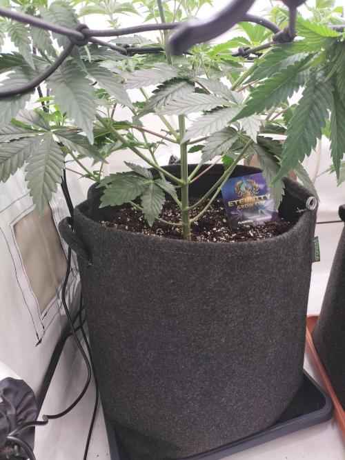 Sticky Broccoli - Eternity Cup 2026. Week 6