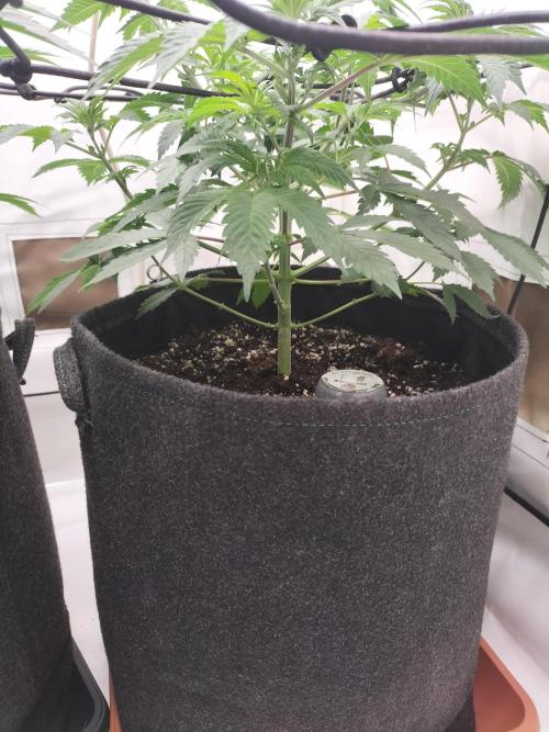 Sticky Broccoli - Eternity Cup 2026. Week 6