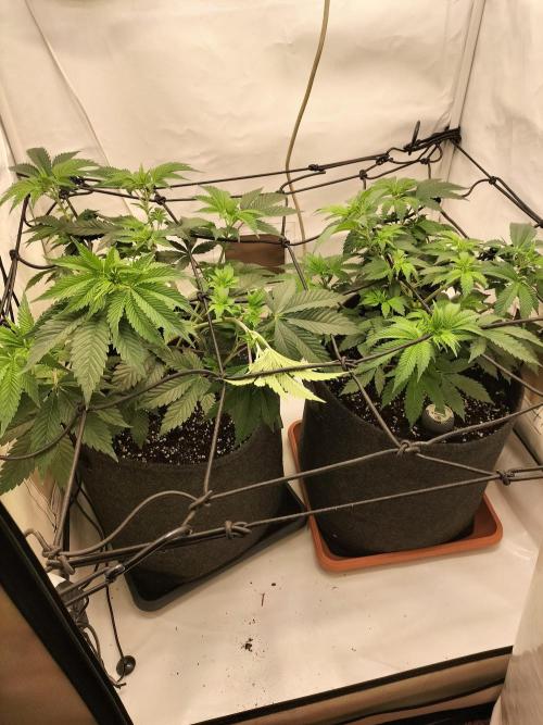 Sticky Broccoli - Eternity Cup 2026. Week 6