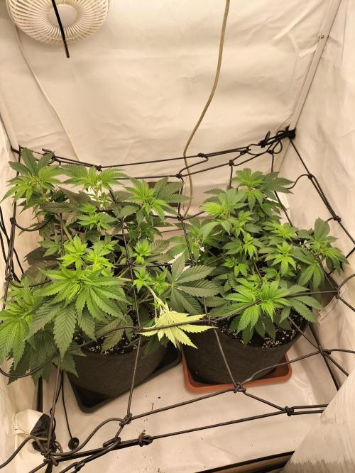 Sticky Broccoli - Eternity Cup 2026. Week 6