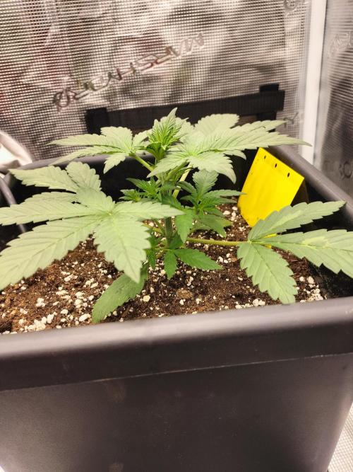 LSD25 Auto. Week 3
