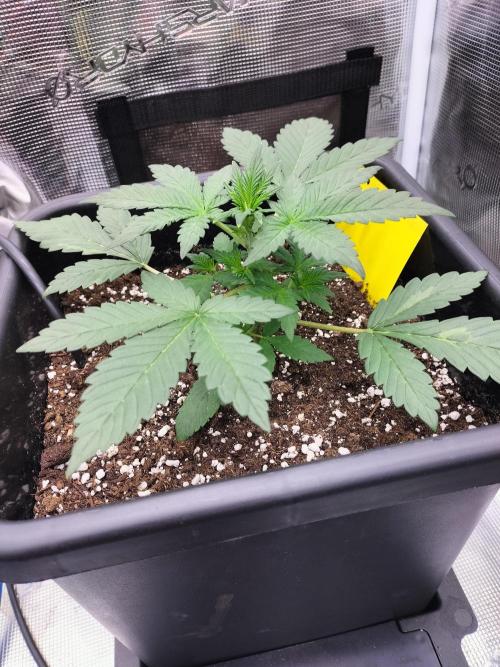 LSD25 Auto. Week 3