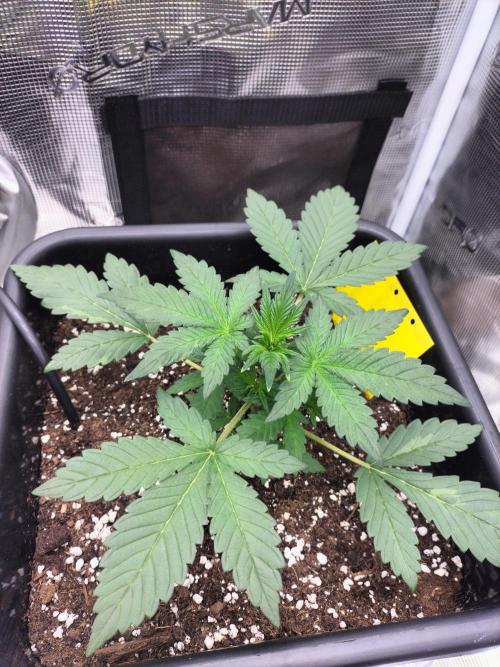LSD25 Auto. Week 3