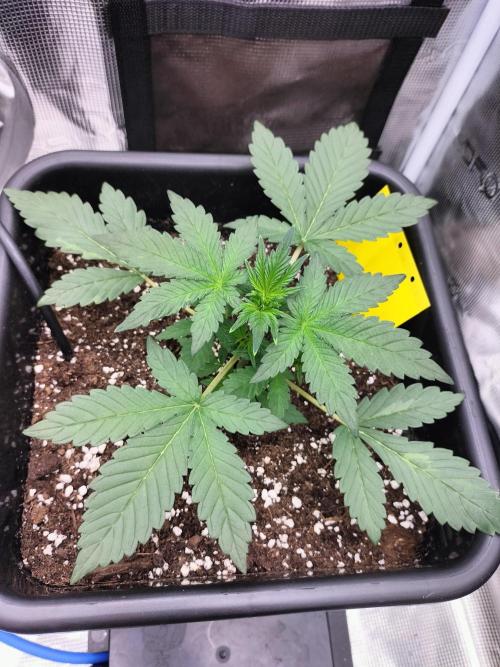 LSD25 Auto. Week 3
