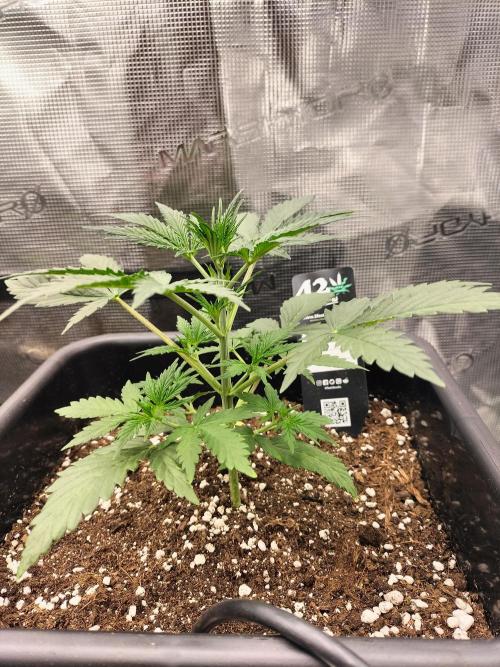 Gorilla Auto. Week 3