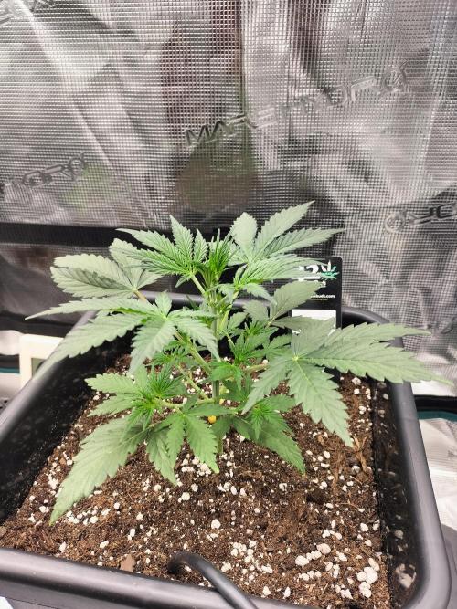 Gorilla Auto. Week 3